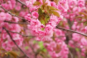 华体会-东决之夜，东契奇那记让时间静止的伟大进球