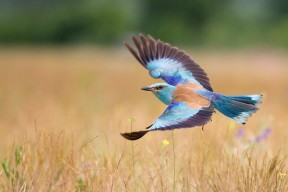 华体会登陆-时空错乱的球馆，当广东队踏平勇士，东契奇成为关键先生