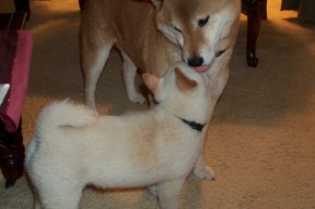 华体会app-速度与统治的交响，F1争冠之夜，英格拉姆在赛场掀起数据风暴