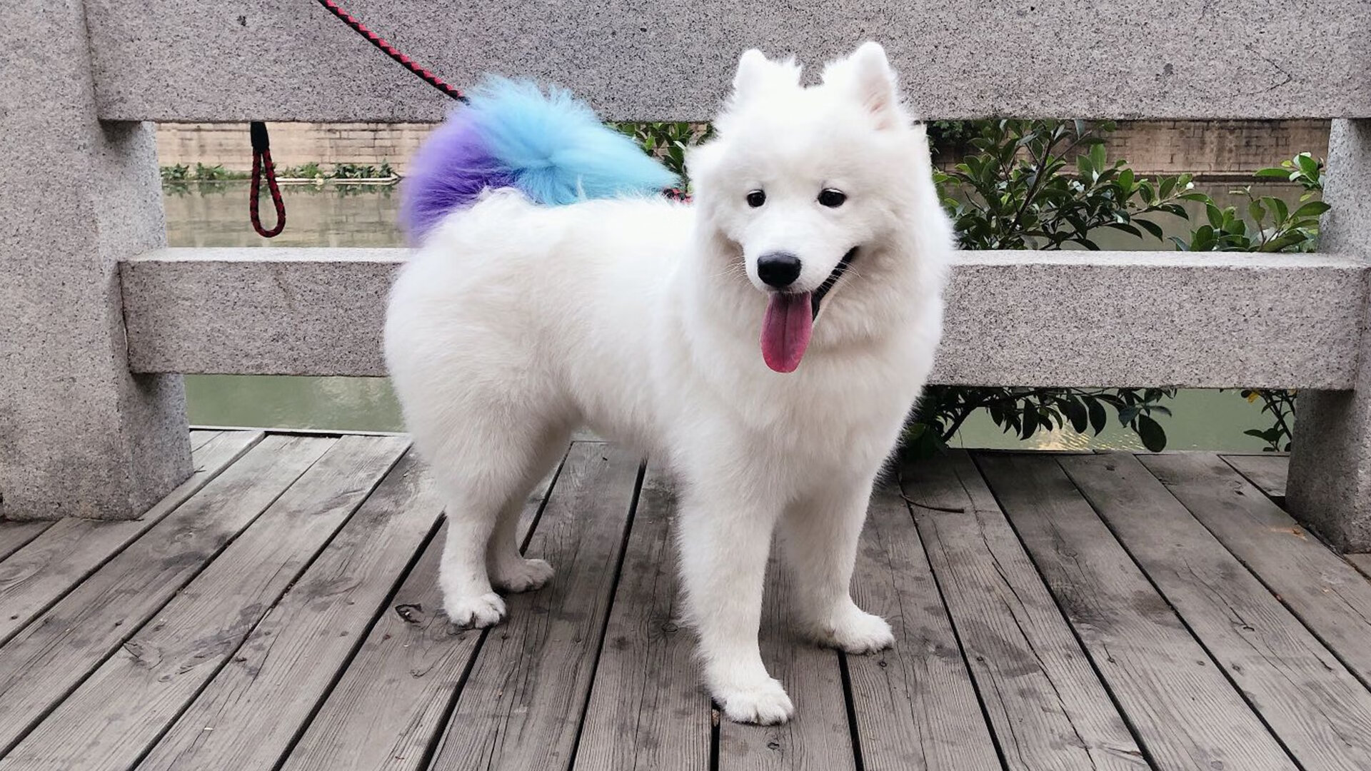 华体会app-时间线的分岔点，东契奇敲响欧冠钟声，广厦与老鹰跨越时空的对决  第2张