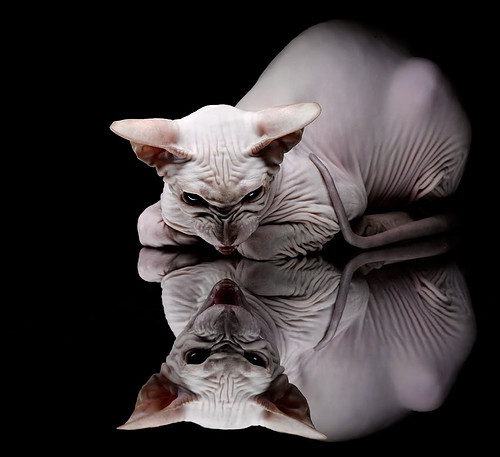 华体会体育-非典型跨界,当文班亚马在F1街道赛降维打击 第2张 华体会体育-非典型跨界,当文班亚马在F1街道赛降维打击 第2张