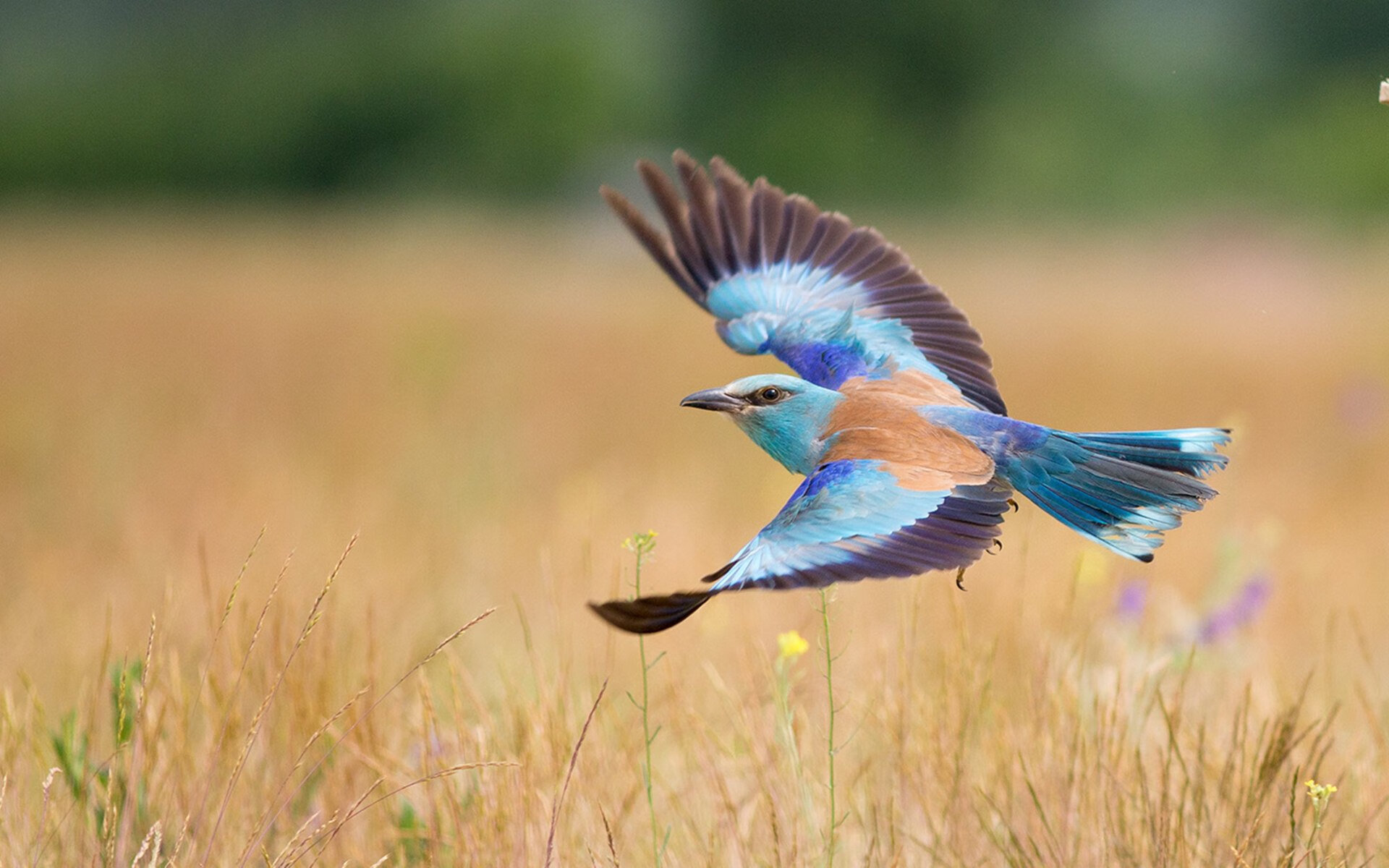 华体会登陆-时空错乱的球馆，当广东队踏平勇士，东契奇成为关键先生  第1张