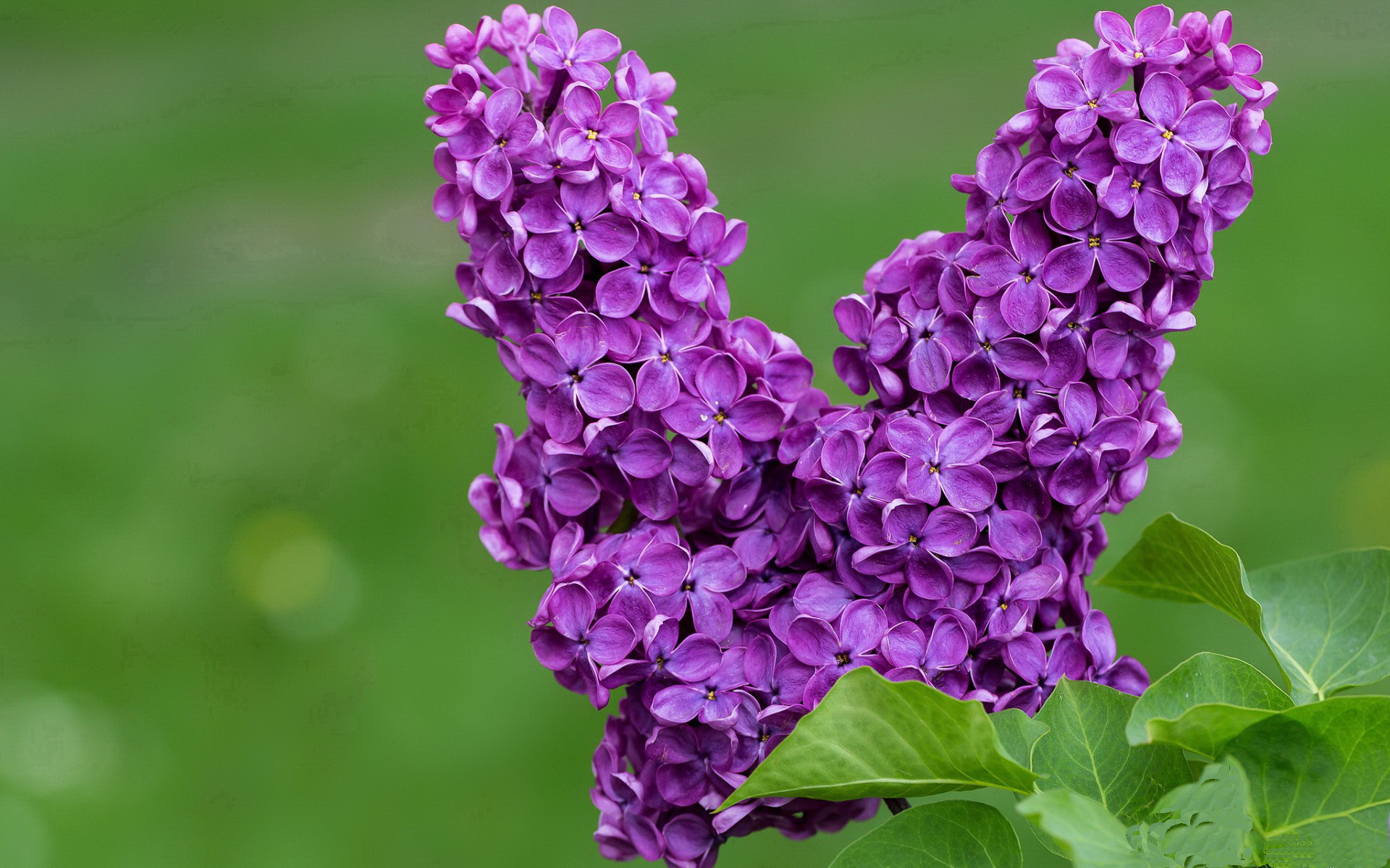 华体会登录-双城记，马刺的狂胜与东契奇的觉醒  第2张