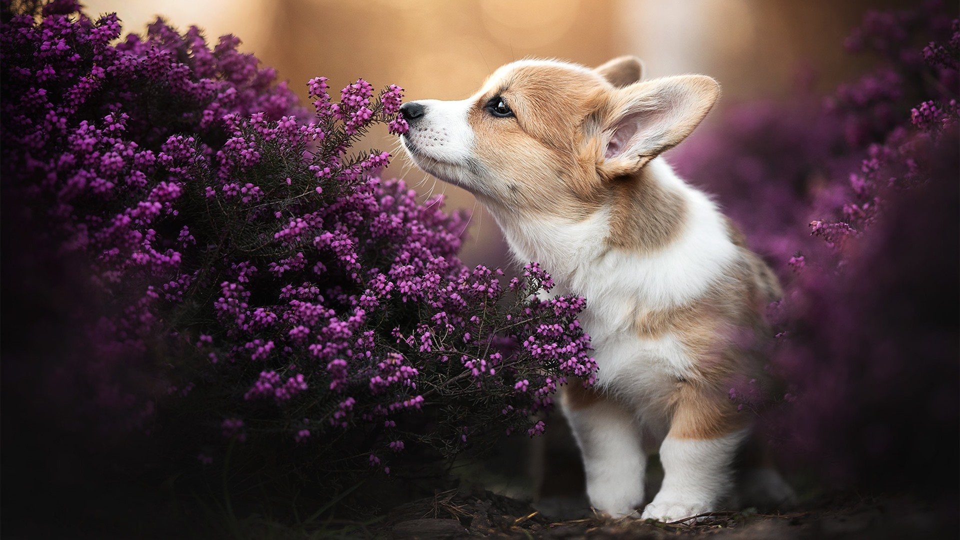 华体会登陆-德甲争冠悬疑夜，巴萨墨西哥旋风震撼欧洲足坛  第1张