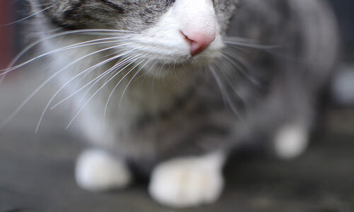 华体会体育-哈弗茨用实力证名，阿根廷狂胜巴黎，足球世界中的个人救赎与团队神迹  第2张